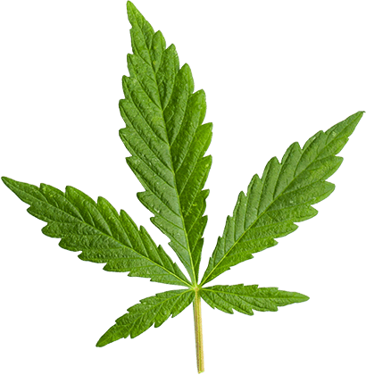 https://www.purehempshop.gr/wp-content/uploads/2018/12/marijuana_leaf_large.png